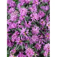 Pflanzen Für Dich Rhododendron russatum 'Azurwolke', blauviolett, 15–20 cm