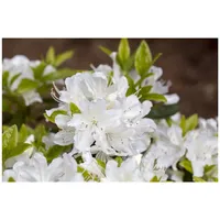 Pflanzen Für Dich Rhododendron obtusum 'Palestrina', weiß, 20–25 cm