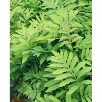 Pflanzen Für Dich Onoclea sensibilis, 9x9 cm Topf