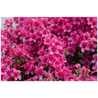 Pflanzen Für Dich Rhododendron obtusum 'Michiko', Azalee, rosa, 25–30