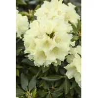 Pflanzen Für Dich Rhododendron Hybr. 'Goldkrone', gelb, 30–40 cm