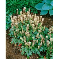 Pflanzen Für Dich Tiarella laciniata 'Pink Bouquet', Schaumblüte, rosa,