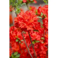 Pflanzen Für Dich Rhododendron luteum 'Nabucco', leuchtend rot, 30–40