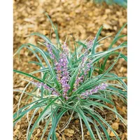 Pflanzen Für Dich Liriope spicata, Lilientraube, immergrün, ca. 9x9