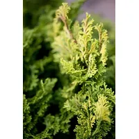 Pflanzen Für Dich Chamaecyparis Obtusa Aurora Hinoki-Scheinzypresse Ca. 12