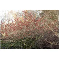 Pflanzen Für Dich Hamamelis intermedia 'Feuerzauber', Zaubernuss, leuchtend rot,