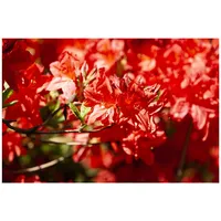 Pflanzen Für Dich Rhododendron luteum 'Fireball', gelb-orange, 40–50 cm