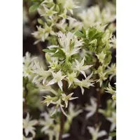 Pflanzen Für Dich Rhododendron atlanticum, Azalee, weiß-rosa, 30–40 cm
