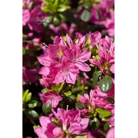 Pflanzen Für Dich Rhododendron obtusum 'Kermesina', Azalee, karmesinrot, 30–40