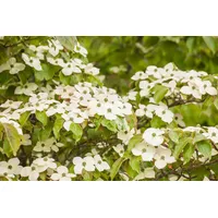 Pflanzen Für Dich Cornus kousa Japanischer Blumen-Hartriegel 100–125 cm
