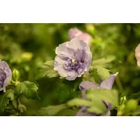 Pflanzen Für Dich Hibiscus Syriacus Gartenhibiskus 60-80 cm