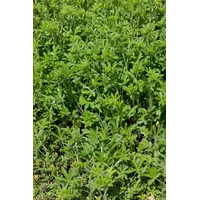 Pflanzen Für Dich Potentilla recta Aufrechte Fingerkraut Ca. 9x9