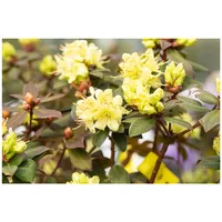 Pflanzen Für Dich Rhododendron hanceanum 'Princess Anne', gelb, 20–25