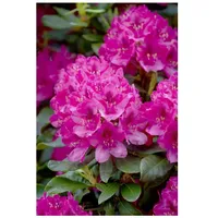 Pflanzen Für Dich Rhododendron 'Nova Zembla', rot, 30–40 cm