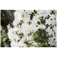 Pflanzen Für Dich Rhododendron obtusum 'Schneesturm', Azalee, weiß, 30–40