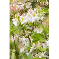 Pflanzen Für Dich Rhododendron luteum 'Persil', gelb-weiß, 30–40 cm