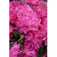 Pflanzen Für Dich Rhododendron makinoi 'Diamant', Rhododendron, 60 cm