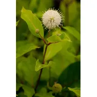 Pflanzen Für Dich Cephalanthus Occidentalis Knopfbusch 60–80 cm Duftend