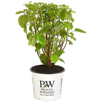 Dehner Schneeball-Hortensie Strong Annabelle®, Weiß
