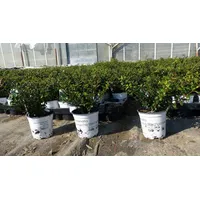 Grünwaren 20 Stück Ilex crenata Stokes Heckenpflanze Buchsbaum Ersatz