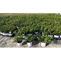 Grünwaren 100 Stück Ilex crenata Stokes Heckenpflanze Buchsbaum Ersatz