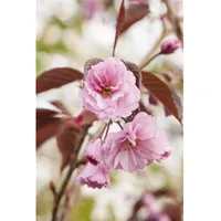 Pflanzen Für Dich Prunus serrulata 'Royal Burgundy', Zierkirsche, dunkelrosa,