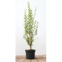 Pflanzen-für-dich.de Ligustrum vulgare 'Atrovirens' 60–100 cm