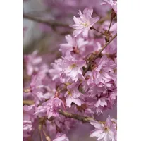 Pflanzen Für Dich Prunus subhirtella 'Autumnalis', Winterkirsche, zartrosa Blüten,