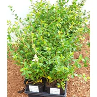 Pflanzen Für Dich Cotoneaster x suecicus 'Coral Beauty' Zwergmispel,