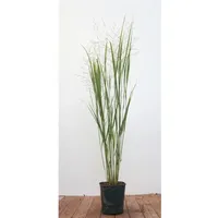 Pflanzen Für Dich Panicum virgatum 'Northwind', Rutenhirse, aufrecht, 3-5