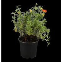 Pflanzen Für Dich Potentilla 'rot', ca. 9x9 cm Topf