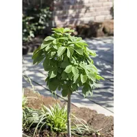 Pflanzen Für Dich Aesculus hippocastanum 'Monstrosa', Rosskastanie, 30 cm
