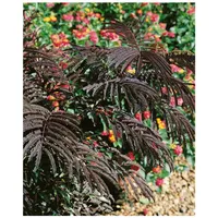 Pflanzen Für Dich Albizia julibrissin 'Evey's Pride', Seidenbaum, 40–60