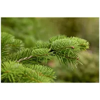 Pflanzen Für Dich Abies nordmanniana, Nordmanntanne, 80–100 cm