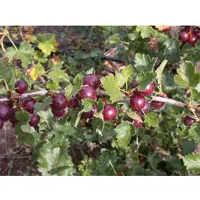 Pflanzen Für Dich Ribes x nidigrolaria, Jostabeere, 90 cm