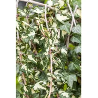 Pflanzen Für Dich Hedera helix 'Goldheart', Efeu, gelb-grün, 100–150