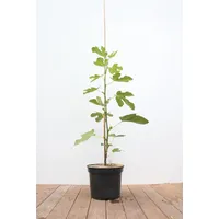 Pflanzen Für Dich Ficus carica, Feige, 100–125 cm, essbare