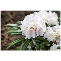 Pflanzen Für Dich Rhododendron yakushimanum 'Makiyak', 60 cm Stammhöhe,