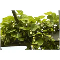 Pflanzen Für Dich Aristolochia macrophylla, Pfeifenwinde, großblättrig, 100–150 cm