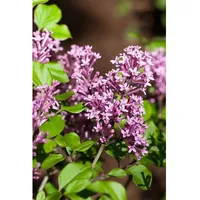 Pflanzen Für Dich Syringa meyeri 'Palibin', Zwergflieder, lila Blüten,
