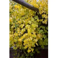 Pflanzen Für Dich Celastrus orbiculatus 'Hercules', Kletterpflanze, 150–200 cm