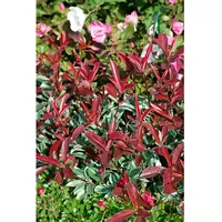 Pflanzen Für Dich Photinia fraseri 'Pink Marble', Glanzmispel, buntes