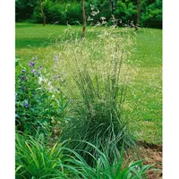 Pflanzen Für Dich Helictotrichon sempervirens Pendula Blaustrahlhafer ca. 9x9