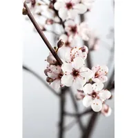 Pflanzen Für Dich Prunus cistena, Blutpflaume, dunkelrot, 80 cm