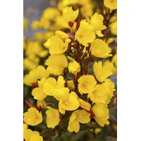 Pflanzen Für Dich Oenothera biennis, Nachtkerze, ca. 9x9 cm