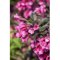 Pflanzen Für Dich Weigela Florida Victoria Weigelie Rotblühend 80–100