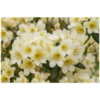 Pflanzen Für Dich Rhododendron yakushimanum 'Millenium Gold', gelb, 40–50