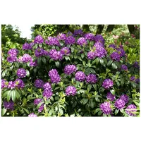 Pflanzen Für Dich Rhododendron 'Catawbiense Grandiflorum', lila Blüten, 100–120