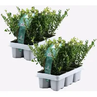 Plant in a Box - Japanische Stechpalme - 12
