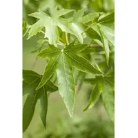 Pflanzen Für Dich Liquidambar styraciflua, Amberbaum, 150–175 cm